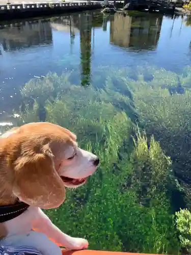 富士山本宮浅間大社の動物