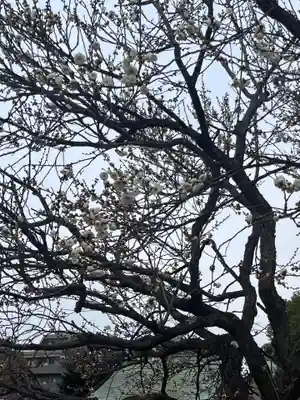 亀戸天神社(東京都)