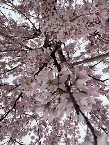 實相寺（実相寺） の自然