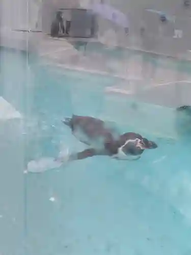 和歌山縣護國神社の{uncategorized: "未分類", other: "その他", undefined: "問題あり", building: "その他建物", grave: "お墓", sacred_gate: "鳥居", guardian: "狛犬", statue: "像", buddha: "仏像", history: "歴史", nature: "自然", garden: "庭園", animal: "動物", pagoda: "塔", temizu: "手水舎", mountain_gate: "山門・神門", sanctuary: "本殿・本堂", subordinate: "末社・摂社", art: "芸術", scenery: "景色", jizo: "地蔵", ema: "絵馬", goshuin: "御朱印", omikuji: "おみくじ", items: "授与品その他", amulet: "お守り", goshuincho: "御朱印帳", eats: "食事", festival: "お祭り", votive_dance: "神楽", shichigosan: "七五三参", wedding: "結婚式", experience: "体験その他", initially: "初詣", around: "周辺", anti_infection: "感染症対策"}