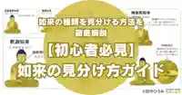 如来とは？悟りを開いた釈迦如来・阿弥陀如来・薬師如来など有名な5つの如来を徹底解説