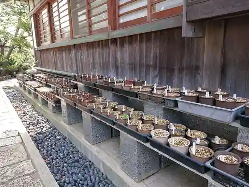 日蓮宗龍口山本龍寺の自然