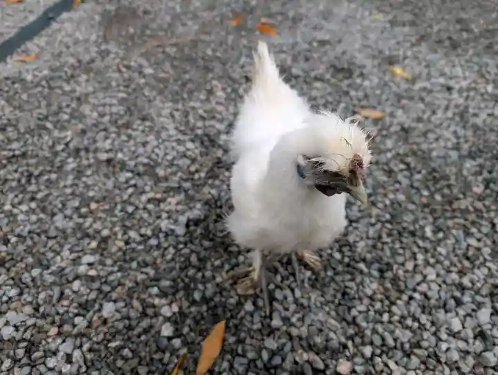 高屋敷稲荷神社(福島県)