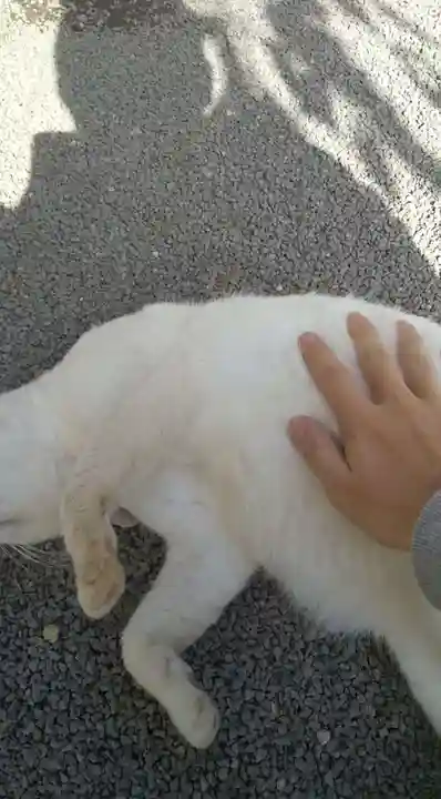 伊豆山神社の動物