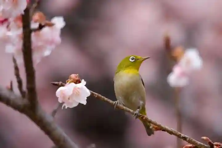 桜神宮の動物