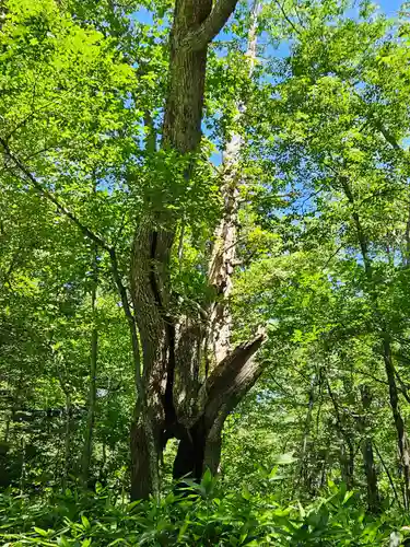 戸隠神社奥社(長野県)