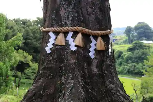 阿久津「田村神社」（郡山市阿久津町）旧社名：伊豆箱根三嶋三社の自然