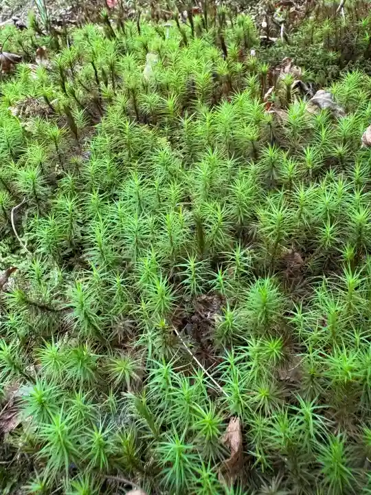 東福禅寺(東福寺)(京都府)