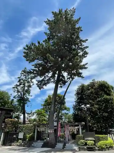 中野沼袋氷川神社の自然
