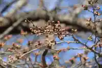 神炊館神社 ⁂奥州須賀川総鎮守⁂の自然