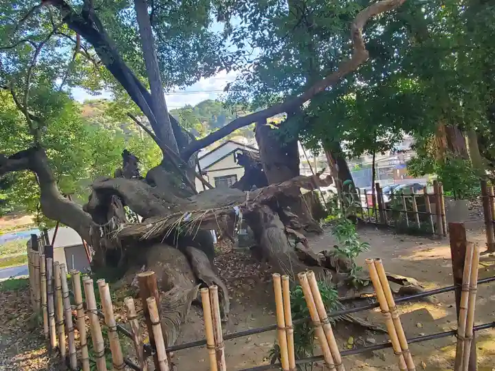 草薙神社の自然