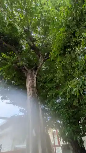 若宮八幡大神宮(大阪府)