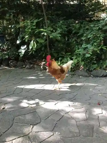 熱田神宮の動物