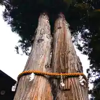 高司神社〜むすびの神の鎮まる社〜の自然