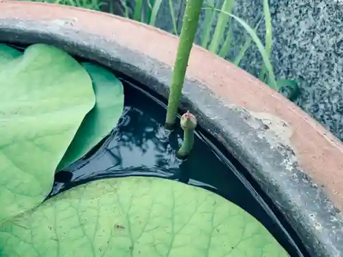 大雄院の自然