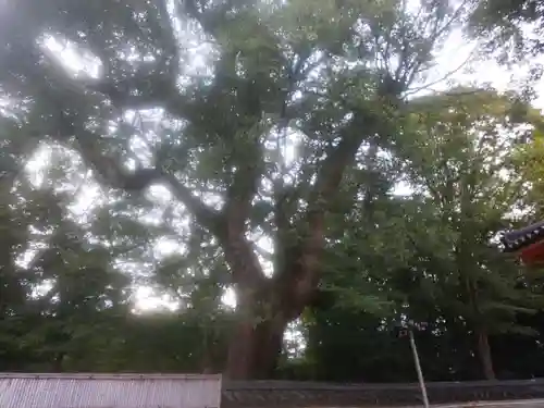 石清水八幡宮(京都府)