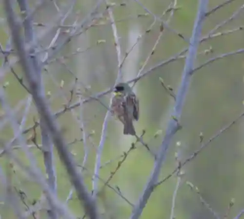 留辺蘂神社の動物