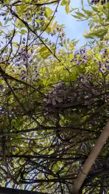 白峯神宮(京都府)