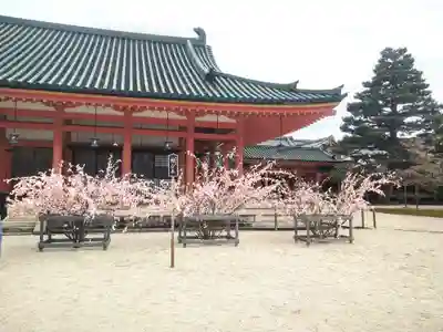 平安神宮のおみくじ