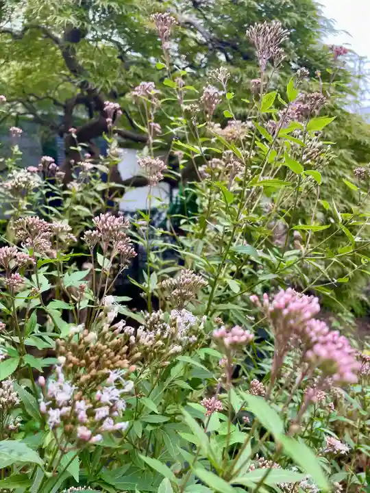 谷中 妙福寺(東京都)