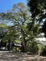 八幡神社の自然