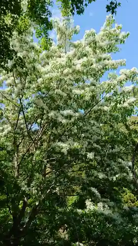 普門寺(切り絵御朱印発祥の寺)の自然