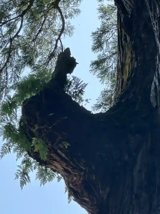 霧島神宮(鹿児島県)
