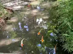 賀茂御祖神社（下鴨神社）の動物