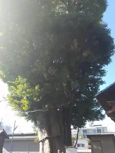 熊野神社の自然