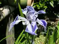 梅宮大社の自然