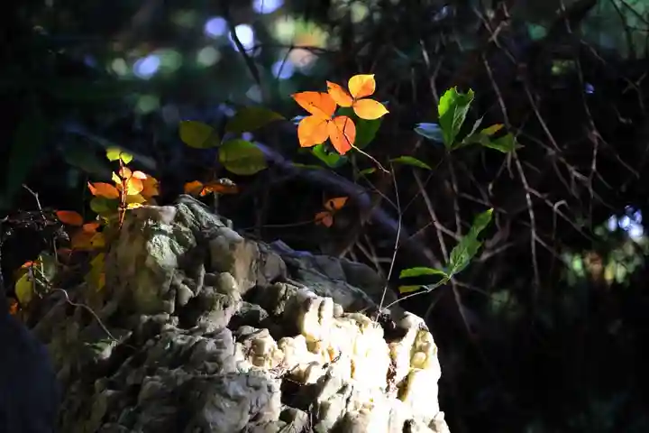 鹿島大神宮の自然