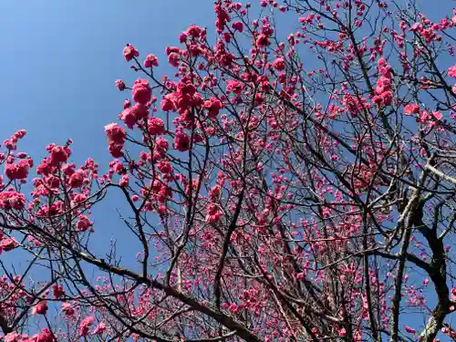 霊鑑寺門跡の自然