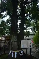 溝口神社(神奈川県)