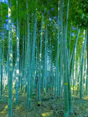 神明社荒神社（萩原町串作）の自然