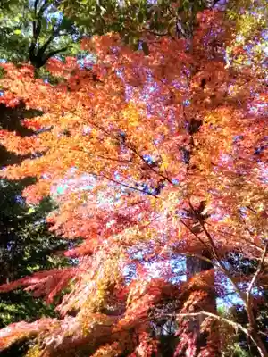 阿佐ヶ谷神明宮(東京都)
