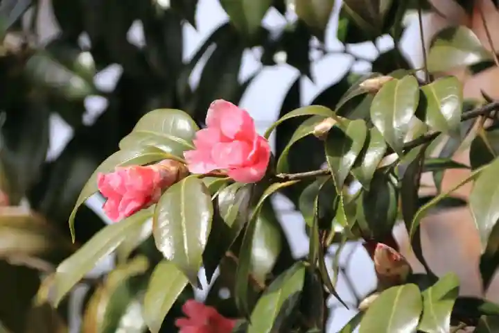 開成山大神宮の自然