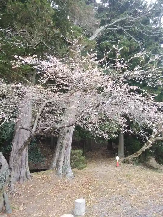 鹿島大神宮の自然