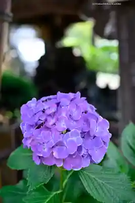 白山神社(東京都)