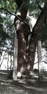 厳島神社の自然