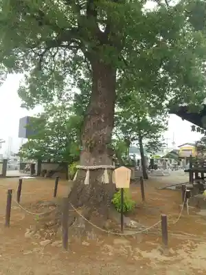 龍泉寺（足利厄除大師）(栃木県)