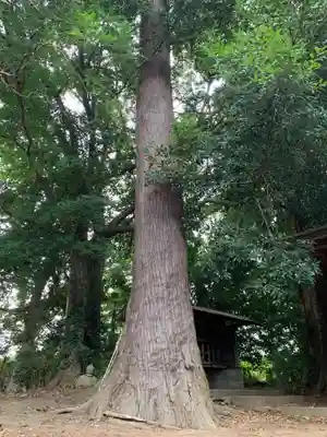 脇鷹神社(千葉県)