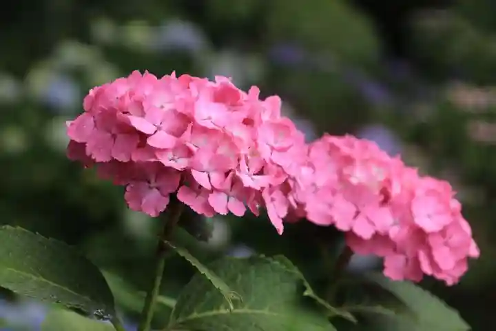 開成山大神宮の自然
