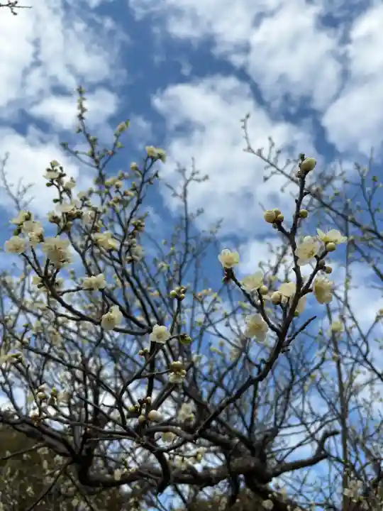天伯山神社の{uncategorized: "未分類", other: "その他", undefined: "問題あり", building: "その他建物", grave: "お墓", sacred_gate: "鳥居", guardian: "狛犬", statue: "像", buddha: "仏像", history: "歴史", nature: "自然", garden: "庭園", animal: "動物", pagoda: "塔", temizu: "手水舎", mountain_gate: "山門・神門", sanctuary: "本殿・本堂", subordinate: "末社・摂社", art: "芸術", scenery: "景色", jizo: "地蔵", ema: "絵馬", goshuin: "御朱印", omikuji: "おみくじ", items: "授与品その他", amulet: "お守り", goshuincho: "御朱印帳", eats: "食事", festival: "お祭り", votive_dance: "神楽", shichigosan: "七五三参", wedding: "結婚式", experience: "体験その他", initially: "初詣", around: "周辺", anti_infection: "感染症対策"}