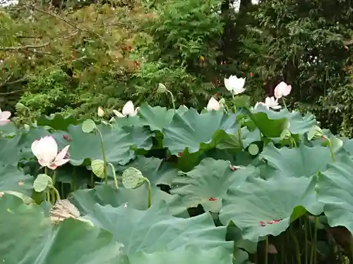 光福寺の庭園