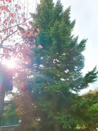 福住厳島神社の自然