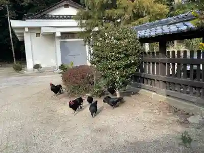 玉祖神社の動物