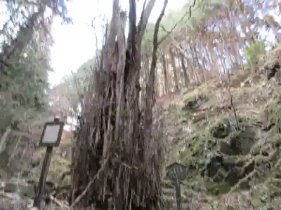 加蘇山神社の自然