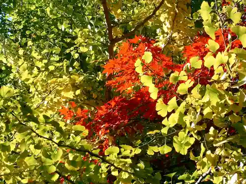 本土寺(千葉県)