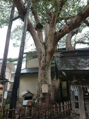 御霊神社の自然