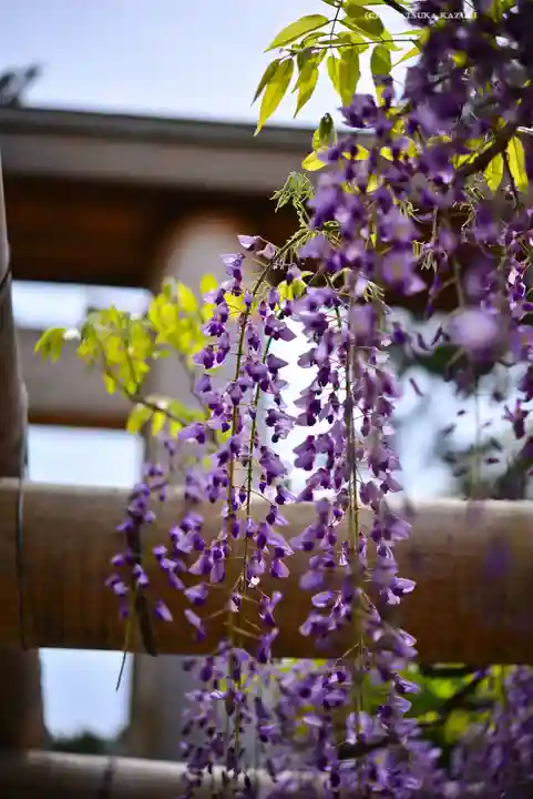 越ヶ谷久伊豆神社(埼玉県)